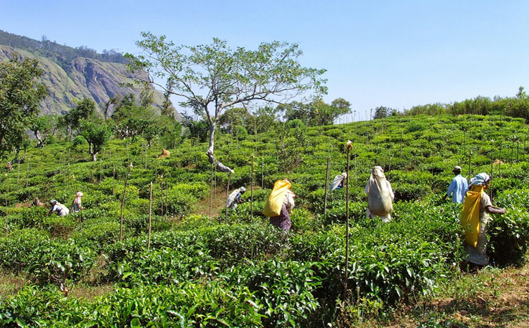 🍃 Explore Amba Tea Factory: A Taste of Tradition Near AREA4 CUBES